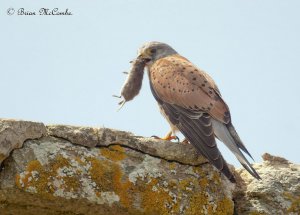 "Brutal Nature".Male Common Kestrel.Digiscoped.