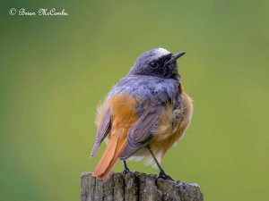 "Mr Fluffy".Male Common Redstart.Digiscoped.