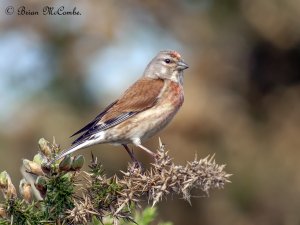 Male Common Linnet.Digiscoped.