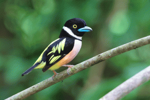 Black-and-Yellow Broadbill