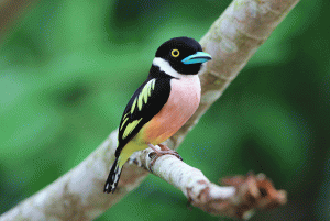 Black-and-Yellow Broadbill