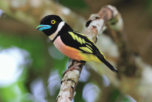 Black-and-Yellow Broadbill