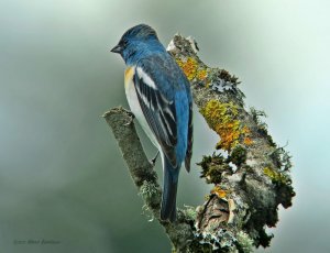 Lazuli Bunting