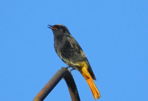 Black redstart