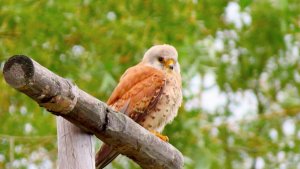 Lesser Kestrel (male)