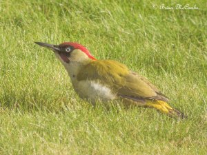 Green Woodpecker.Digiscoped.