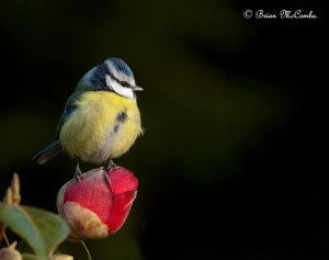 "A Sweety Pie".Blue Tit.Digiscoped.