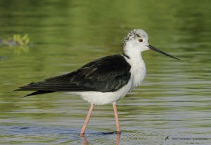 black-winged stilt