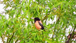 Rose-coloured Starling