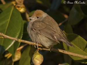 Female Blackcap.Digiscoped.