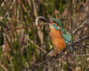 "The King Of Fishers".Kingfisher.Digiscoped.