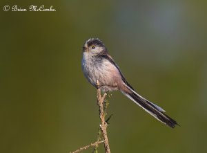 Long Tailed Tit.Digiscoped.