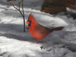 Northern Cardinal