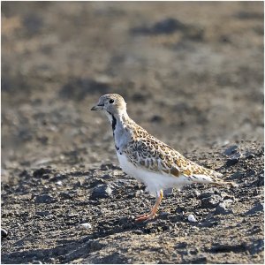 Least Seedsnipe (male)