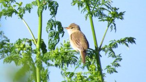 Marsh Warbler