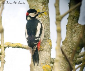 Male Great Spotted Woodpecker.Digiscoped.