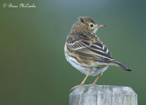Meadow Pipit.Digiscoped.