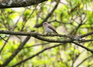 Spotted Flycatcher