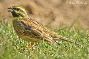 Male Cirl Bunting.Digiscoped.