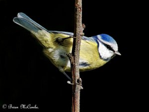 Blue Tit.Digiscoped.