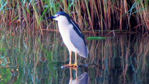 Night Heron