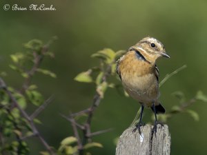 Female Whinchat.Digiscoped.