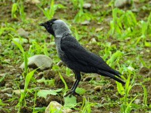 Jackdaw