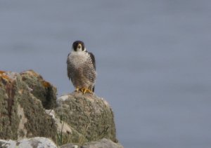Early morning Peregrine