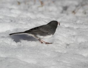 Dark-eyed Junco