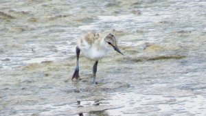 Avocet (Juvenile)