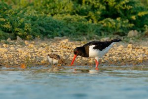 Oystercatcher & chick