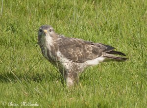 Common Buzzard.Digiscoped.