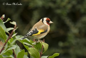 European Goldfinch.Digiscoped.