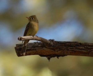 Cordilleran Flycatcher