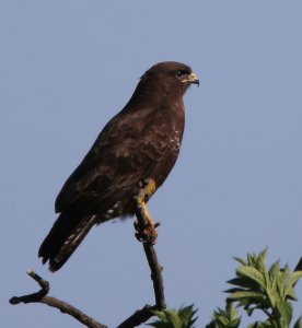 Buzzard on the lookout!