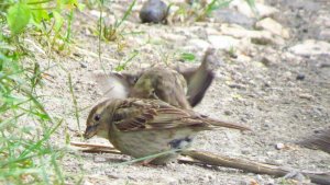 Spanish Sparrow (juveniles)