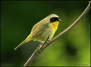 Common Yellowthroat