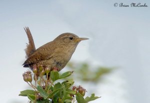 "Gotcha".Wren Digiscoped.