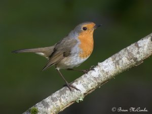 "Inner Eye".Robin.Digiscoped.