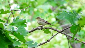 Icterine Warbler