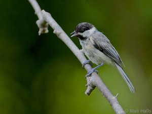 Carolina Chickadee