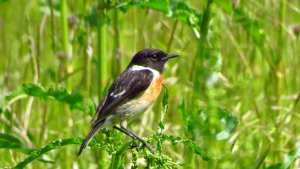 Stonechat (male)