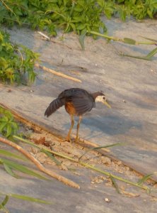 white-breasted waterhen