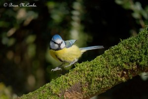 "Jump To It".Blue Tit.Digiscoped.