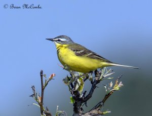 Male Yellow Wagtail.Digiscoped.