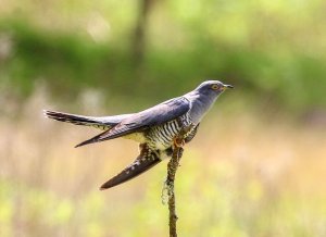 Cuckoo