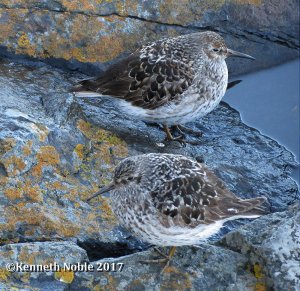 Purple sandpipers