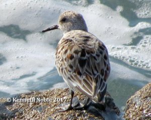 sanderling