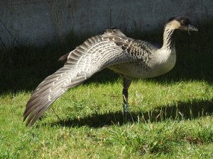 Hawaiian Nene Goose