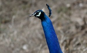 Indian Peacock - Neck Details